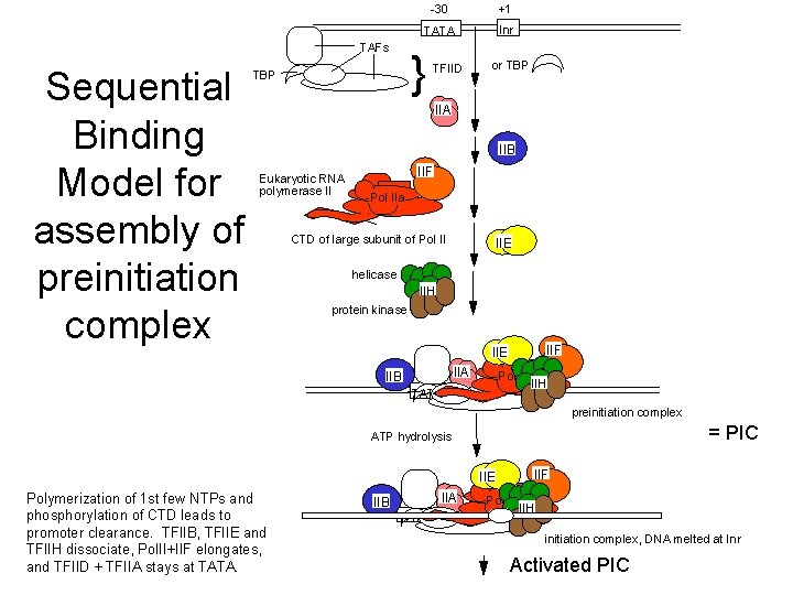TAFs Sequential Binding Model for assembly of preinitiation complex -30 +1 TATA Inr } TAFs Sequential Binding Model for assembly of preinitiation complex -30 +1 TATA Inr }