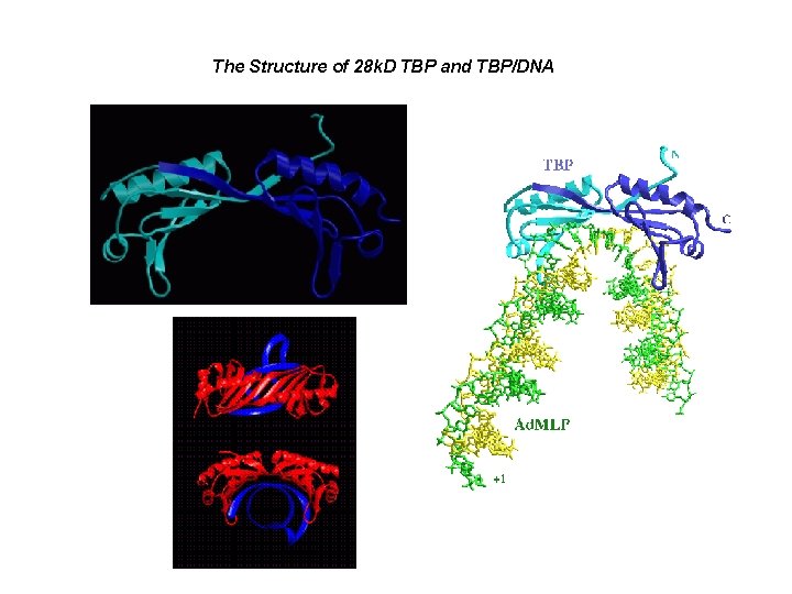 The Structure of 28 k. D TBP and TBP/DNA The Structure of 28 k. D TBP and TBP/DNA