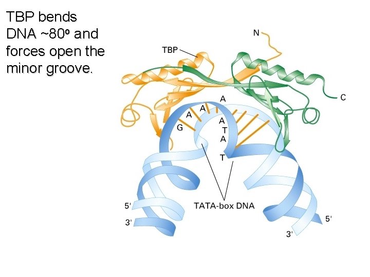 TBP bends DNA ~80 o and forces open the minor groove. TBP bends DNA ~80 o and forces open the minor groove.