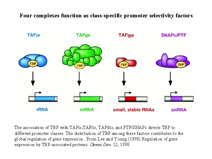 Four complexes function as class-specific promoter selectivity factors The association of TBP with TAFIs, Four complexes function as class-specific promoter selectivity factors The association of TBP with TAFIs,