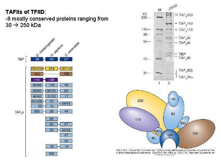 TAFIIs of TFIID: -8 mostly conserved proteins ranging from 30 250 k. Da TAFIIs of TFIID: -8 mostly conserved proteins ranging from 30 250 k. Da