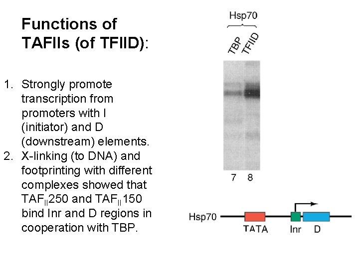 Functions of TAFIIs (of TFIID): 1. Strongly promote transcription from promoters with I (initiator) Functions of TAFIIs (of TFIID): 1. Strongly promote transcription from promoters with I (initiator)