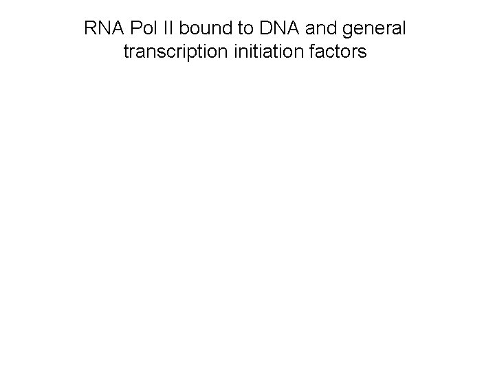 RNA Pol II bound to DNA and general transcription initiation factors RNA Pol II bound to DNA and general transcription initiation factors