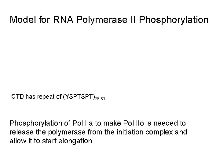 Model for RNA Polymerase II Phosphorylation CTD has repeat of (YSPTSPT)26 -50 Phosphorylation of Model for RNA Polymerase II Phosphorylation CTD has repeat of (YSPTSPT)26 -50 Phosphorylation of