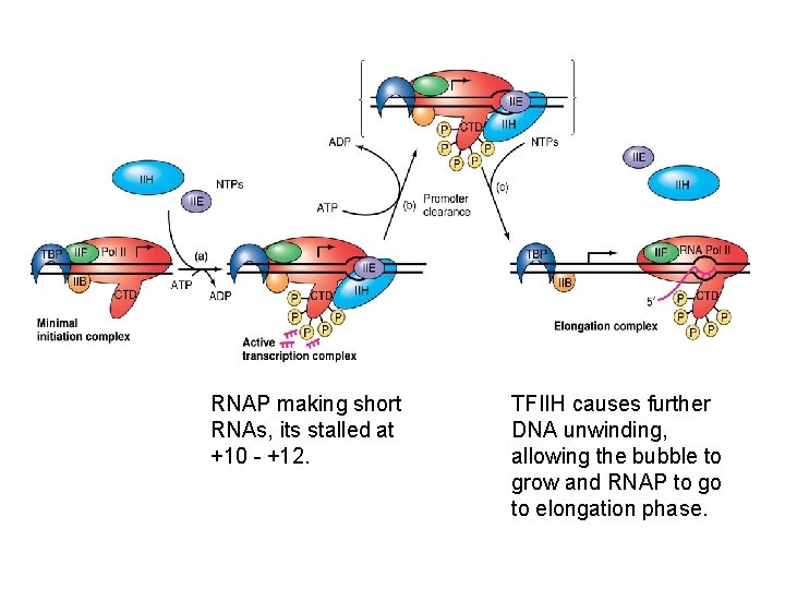 RNAP making short RNAs, its stalled at +10 - +12. TFIIH causes further DNA RNAP making short RNAs, its stalled at +10 - +12. TFIIH causes further DNA