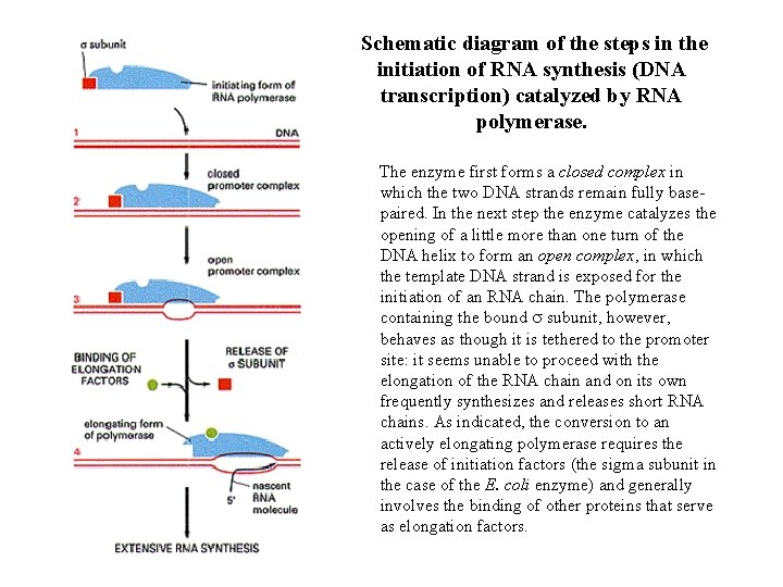 Schematic diagram of the steps in the initiation of RNA synthesis (DNA transcription) catalyzed Schematic diagram of the steps in the initiation of RNA synthesis (DNA transcription) catalyzed