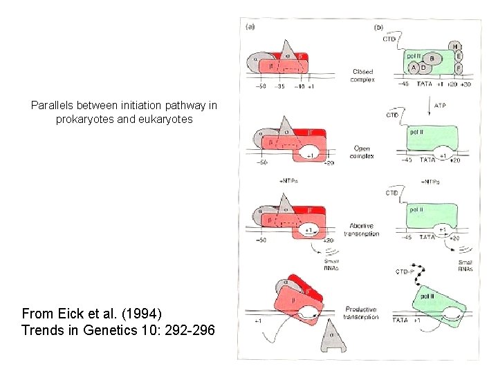 Parallels between initiation pathway in prokaryotes and eukaryotes From Eick et al. (1994) Trends Parallels between initiation pathway in prokaryotes and eukaryotes From Eick et al. (1994) Trends