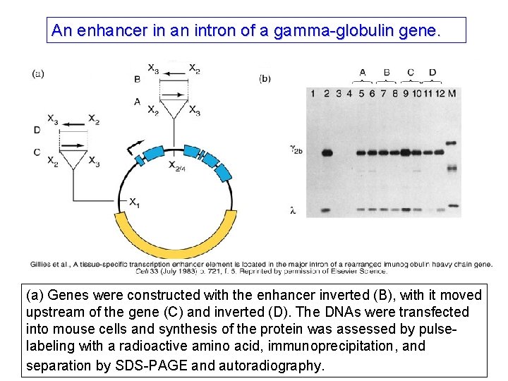 An enhancer in an intron of a gamma-globulin gene. (a) Genes were constructed with An enhancer in an intron of a gamma-globulin gene. (a) Genes were constructed with