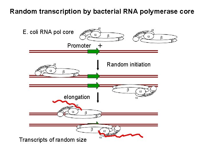 Random transcription by bacterial RNA polymerase core E. coli RNA pol core Promoter + Random transcription by bacterial RNA polymerase core E. coli RNA pol core Promoter +