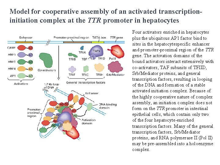 Model for cooperative assembly of an activated transcriptioninitiation complex at the TTR promoter in Model for cooperative assembly of an activated transcriptioninitiation complex at the TTR promoter in