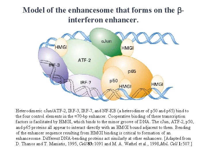 Model of the enhancesome that forms on the binterferon enhancer. Heterodimeric c. Jun/ATF-2, IRF-3, Model of the enhancesome that forms on the binterferon enhancer. Heterodimeric c. Jun/ATF-2, IRF-3,