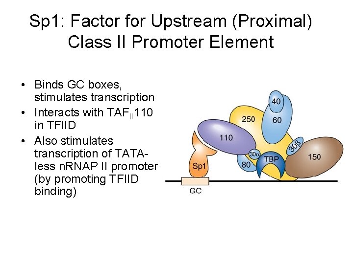 Sp 1: Factor for Upstream (Proximal) Class II Promoter Element • Binds GC boxes, Sp 1: Factor for Upstream (Proximal) Class II Promoter Element • Binds GC boxes,