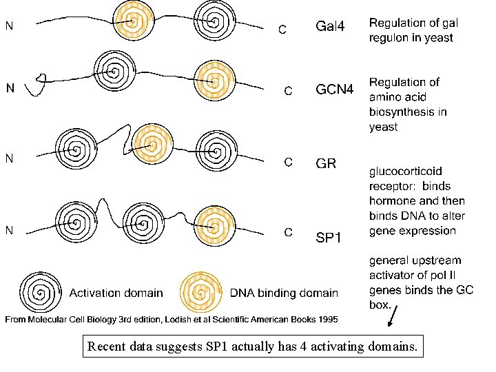 Recent data suggests SP 1 actually has 4 activating domains. Recent data suggests SP 1 actually has 4 activating domains.
