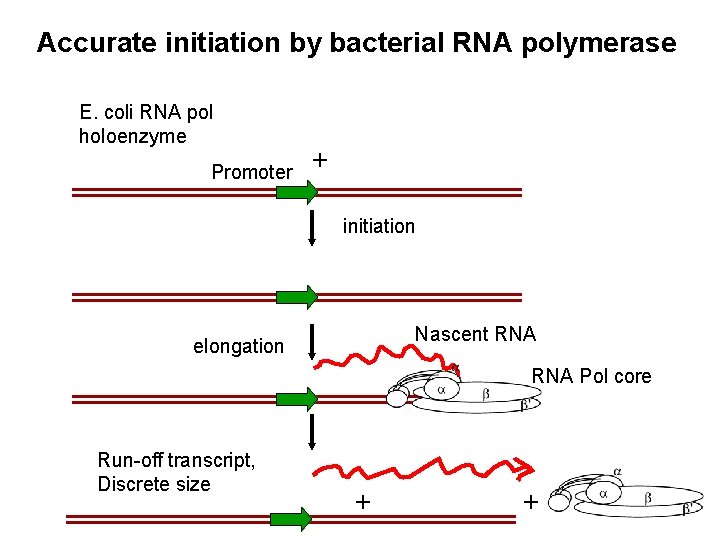Accurate initiation by bacterial RNA polymerase E. coli RNA pol holoenzyme Promoter + initiation Accurate initiation by bacterial RNA polymerase E. coli RNA pol holoenzyme Promoter + initiation
