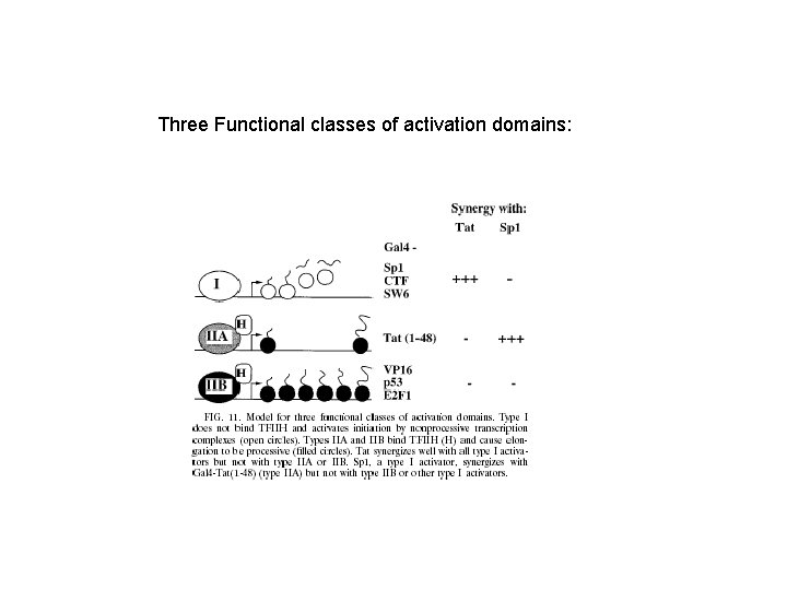 Three Functional classes of activation domains: Three Functional classes of activation domains: