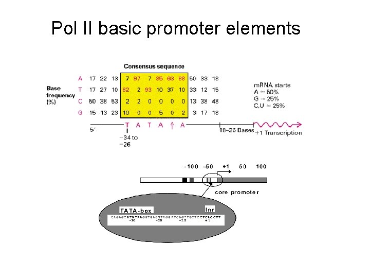 Pol II basic promoter elements Pol II basic promoter elements