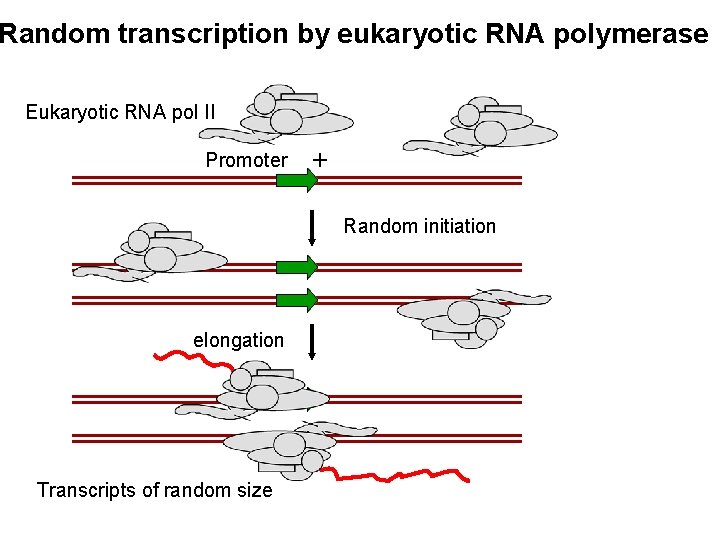 Random transcription by eukaryotic RNA polymerase Eukaryotic RNA pol II Promoter + Random initiation Random transcription by eukaryotic RNA polymerase Eukaryotic RNA pol II Promoter + Random initiation