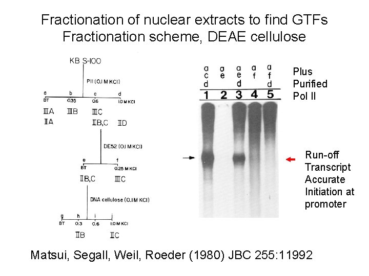 Fractionation of nuclear extracts to find GTFs Fractionation scheme, DEAE cellulose Plus Purified Pol Fractionation of nuclear extracts to find GTFs Fractionation scheme, DEAE cellulose Plus Purified Pol