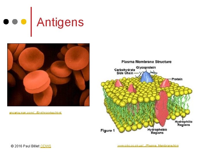 Antigens encarta. msn. com/. . . /Erythrocytes. html © 2016 Paul Billiet ODWS www.