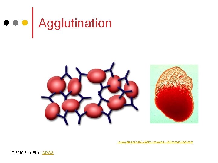 Agglutination www. vet-lyon. fr/. . . /ENV_immuno_1 A/immun 1 -04. htm. © 2016 Paul