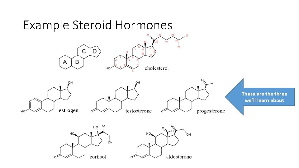 Example Steroid Hormones These are three we’ll learn about estrogen 