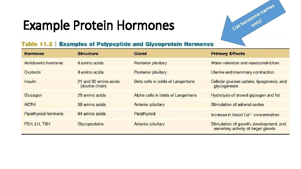s e am Example Protein Hormones Lis en n o ! m r ly