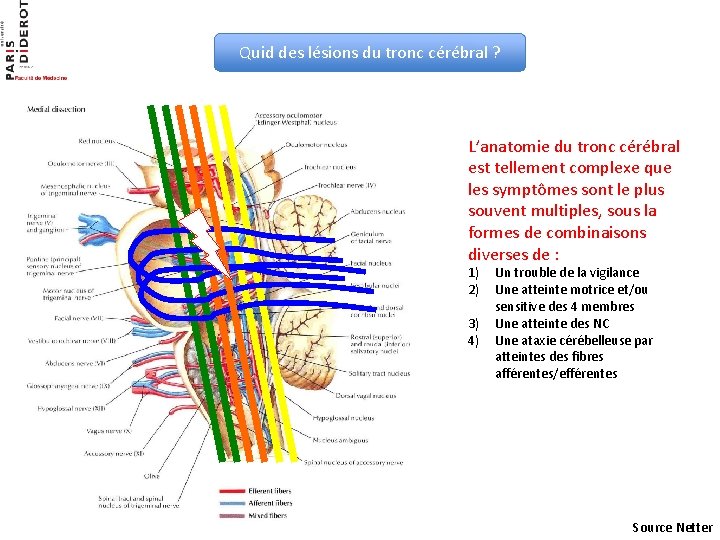 Quid des lésions du tronc cérébral ? L’anatomie du tronc cérébral est tellement complexe