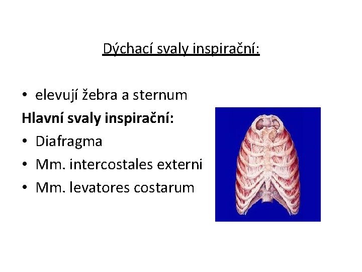  Dýchací svaly inspirační: • elevují žebra a sternum Hlavní svaly inspirační: • Diafragma