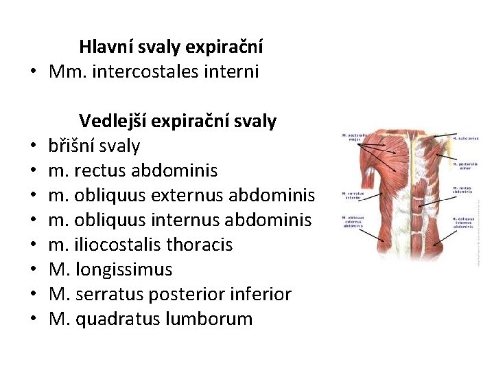 Hlavní svaly expirační • Mm. intercostales interni • • Vedlejší expirační svaly břišní svaly