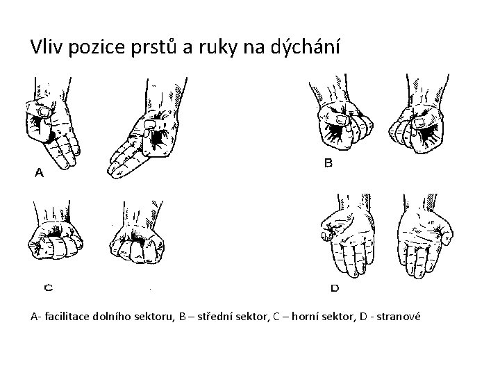 Vliv pozice prstů a ruky na dýchání A- facilitace dolního sektoru, B – střední