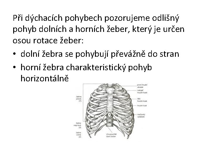 Při dýchacích pohybech pozorujeme odlišný pohyb dolních a horních žeber, který je určen osou