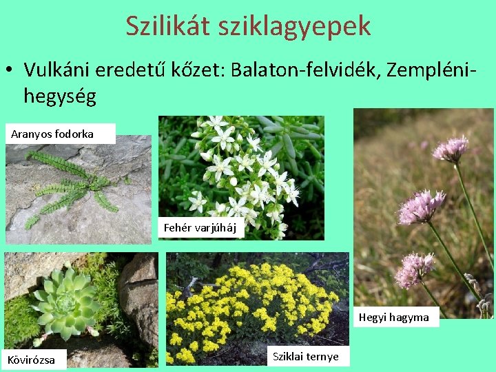 Szilikát sziklagyepek • Vulkáni eredetű kőzet: Balaton-felvidék, Zemplénihegység Aranyos fodorka Fehér varjúháj Hegyi hagyma