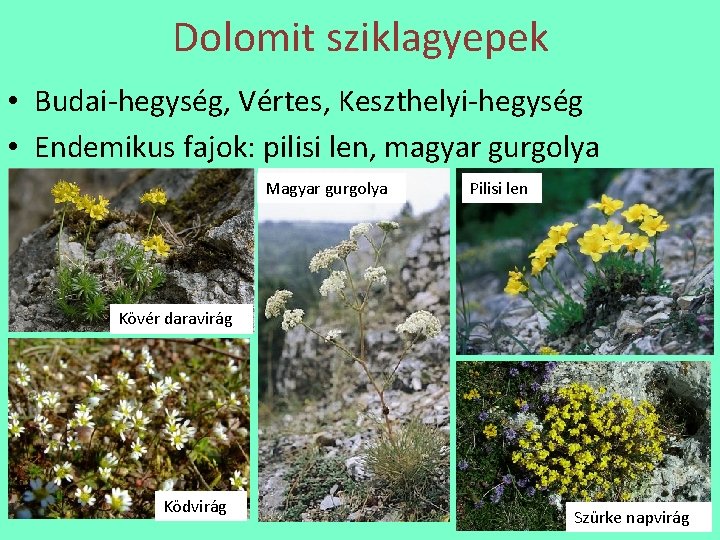 Dolomit sziklagyepek • Budai-hegység, Vértes, Keszthelyi-hegység • Endemikus fajok: pilisi len, magyar gurgolya Magyar