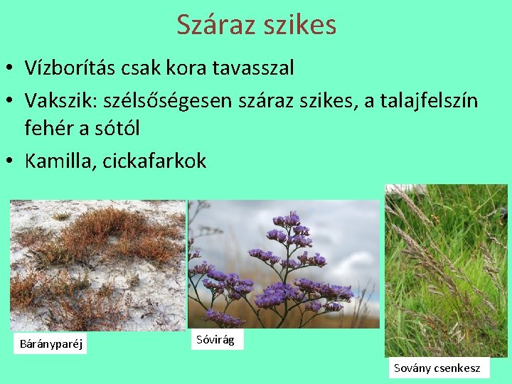 Száraz szikes • Vízborítás csak kora tavasszal • Vakszik: szélsőségesen száraz szikes, a talajfelszín