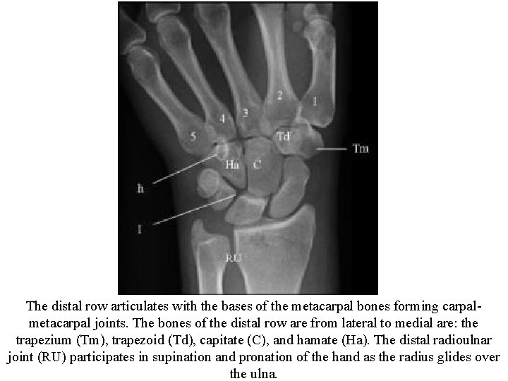 The distal row articulates with the bases of the metacarpal bones forming carpalmetacarpal joints.