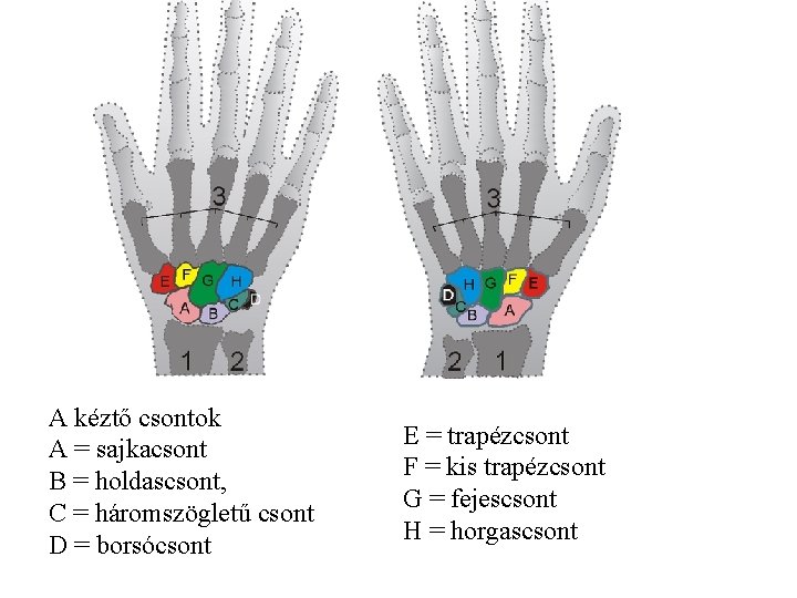 A kéztő csontok A = sajkacsont B = holdascsont, C = háromszögletű csont D