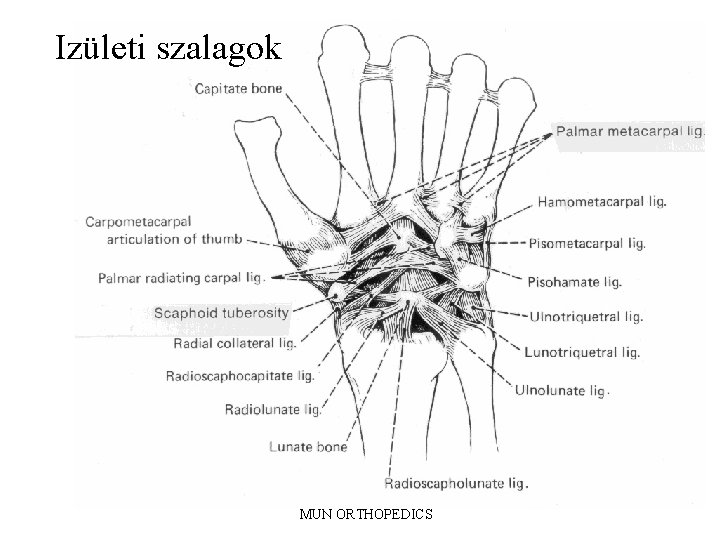 Izületi szalagok MUN ORTHOPEDICS 