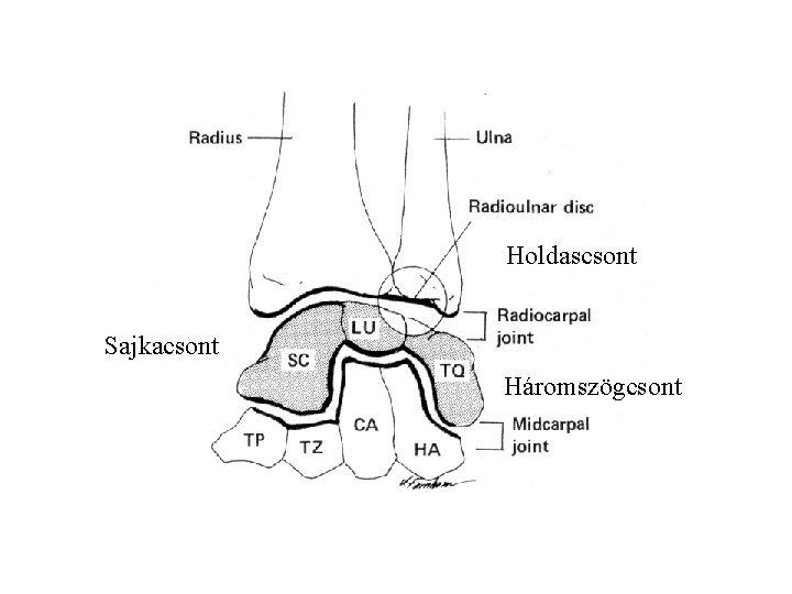 Holdascsont Sajkacsont Háromszögcsont 