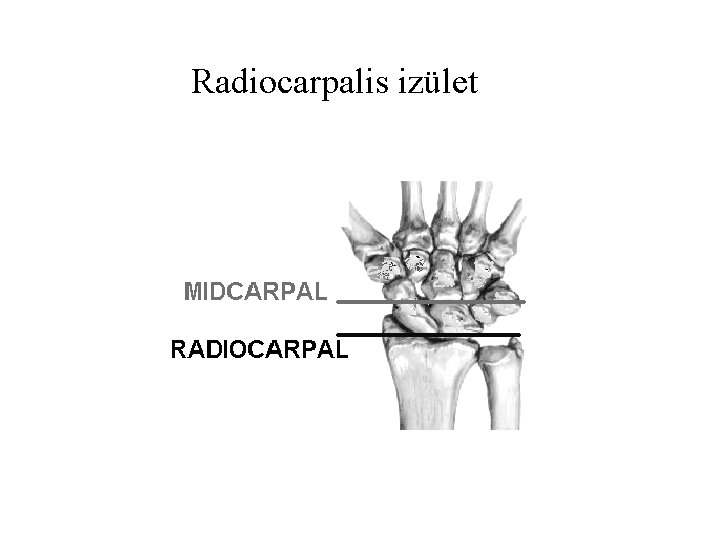 Radiocarpalis izület 