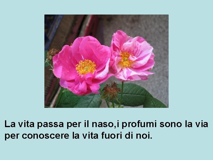 La vita passa per il naso, i profumi sono la via per conoscere la