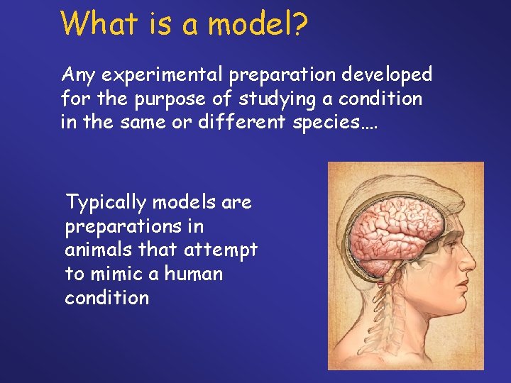 What is a model? Any experimental preparation developed for the purpose of studying a