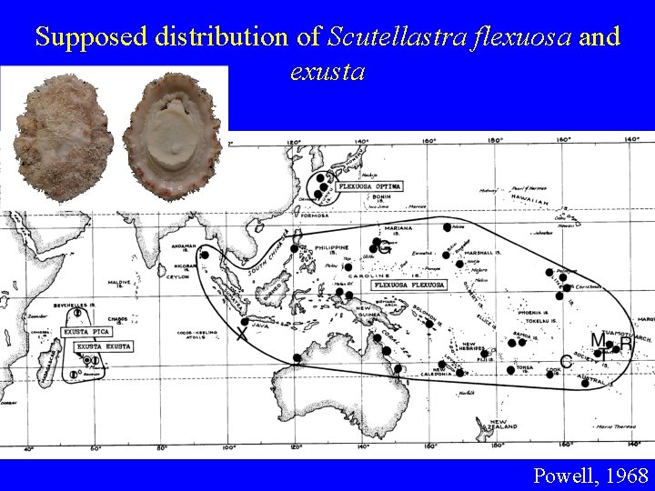 Supposed distribution of Scutellastra flexuosa and exusta Powell, 1968 