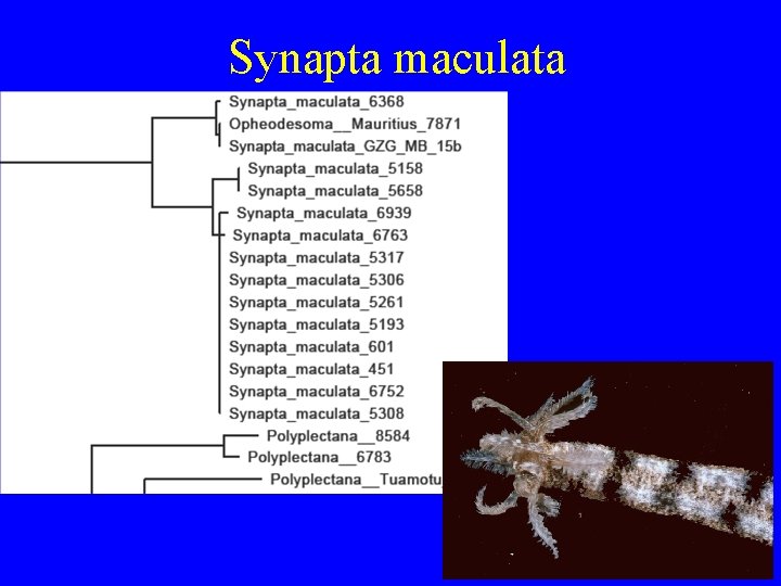 Synapta maculata 