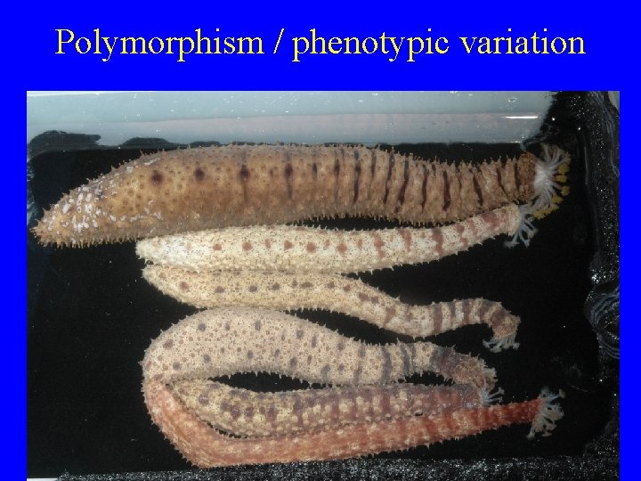 Polymorphism / phenotypic variation 