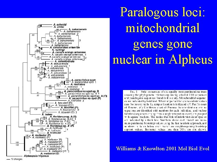 Paralogous loci: mitochondrial genes gone nuclear in Alpheus Williams & Knowlton 2001 Mol Biol