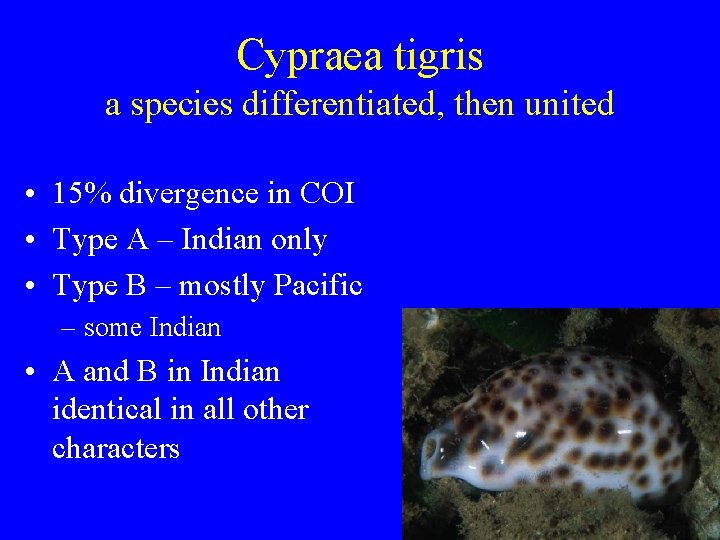 Cypraea tigris a species differentiated, then united • 15% divergence in COI • Type
