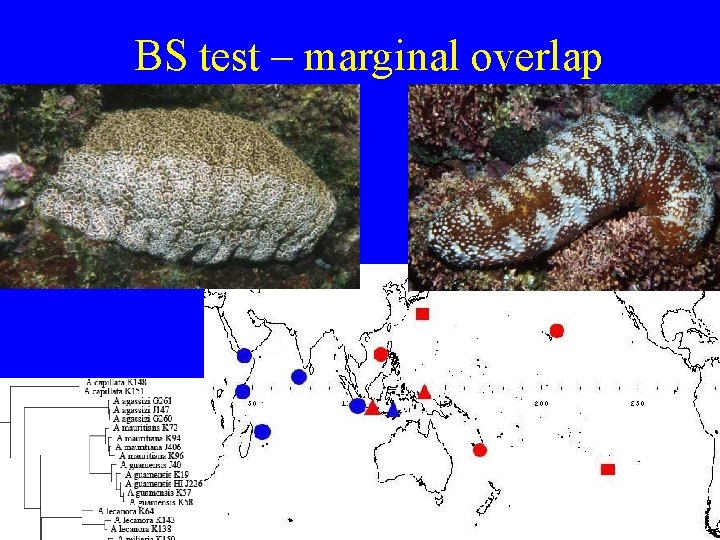 BS test – marginal overlap 