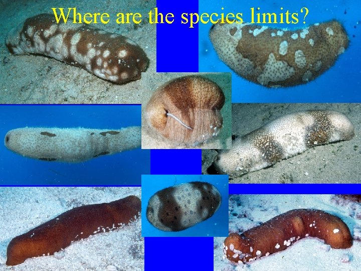Where are the species limits? 