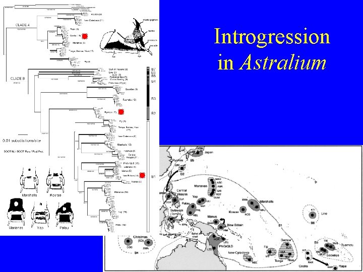 Introgression in Astralium 