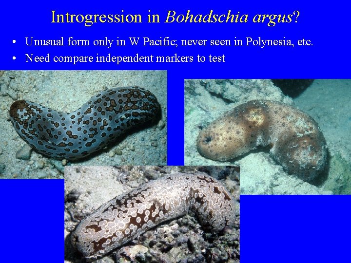 Introgression in Bohadschia argus? • Unusual form only in W Pacific; never seen in